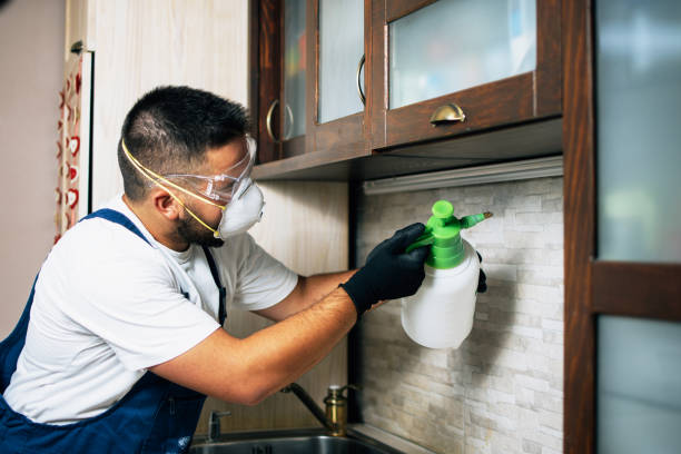 Best Flea Control Services  in Chesapeake, VA
