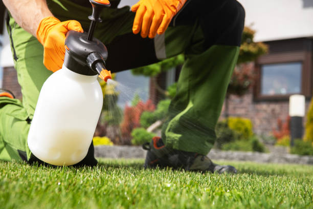 Best Termite Control Services  in Chesapeake, VA