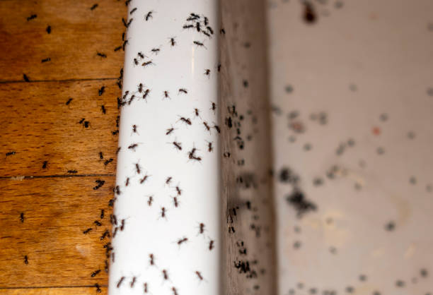 Chesapeake, VA Pest Control Company