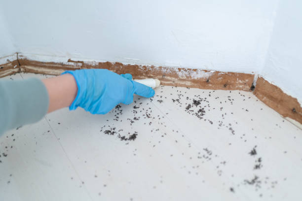 Best Best Pest Control Companies  in Chesapeake, VA