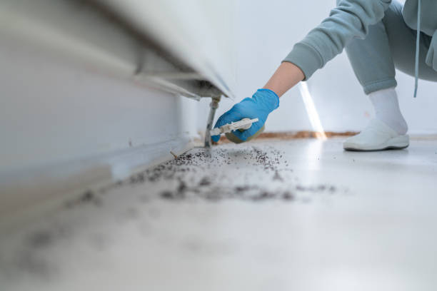 Best Cockroach Control Services  in Chesapeake, VA